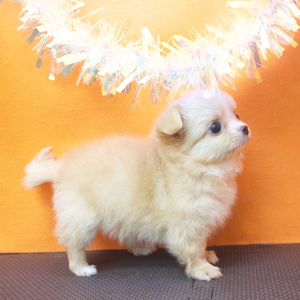 大阪府のチワワ(ロング) (犬の家＆猫の里吹田店/2026年7月14日生まれ/男の子/クリームホワイト)の子犬の3枚目の画像
