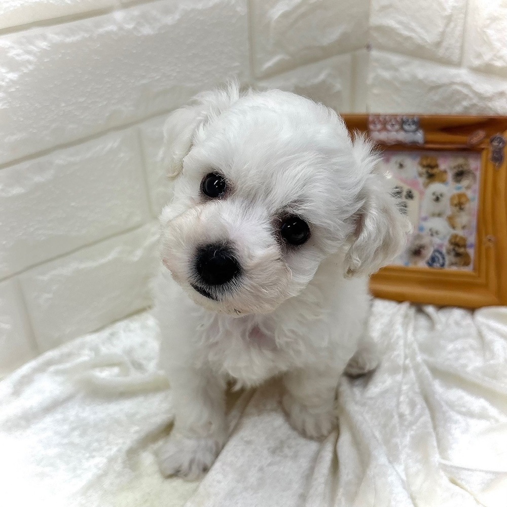 愛知県のビションフリーゼ (犬の家＆猫の里名古屋天白店/2026年7月17日生まれ/男の子/ホワイト)の子犬の3枚目の画像