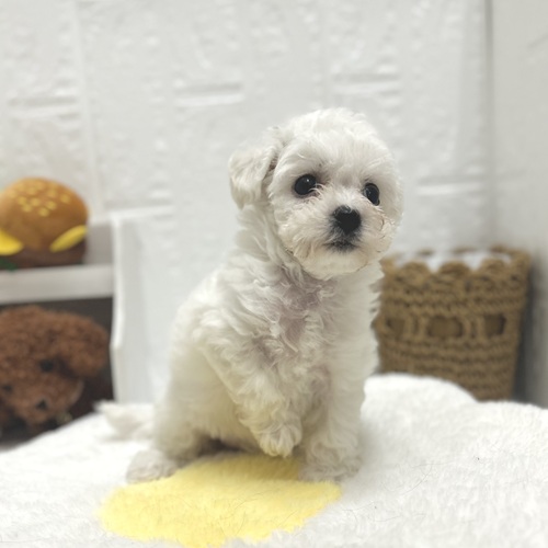 愛知県のビションフリーゼ (犬の家＆猫の里豊川インター店/2026年7月17日生まれ/女の子/ホワイト)の子犬の3枚目の画像