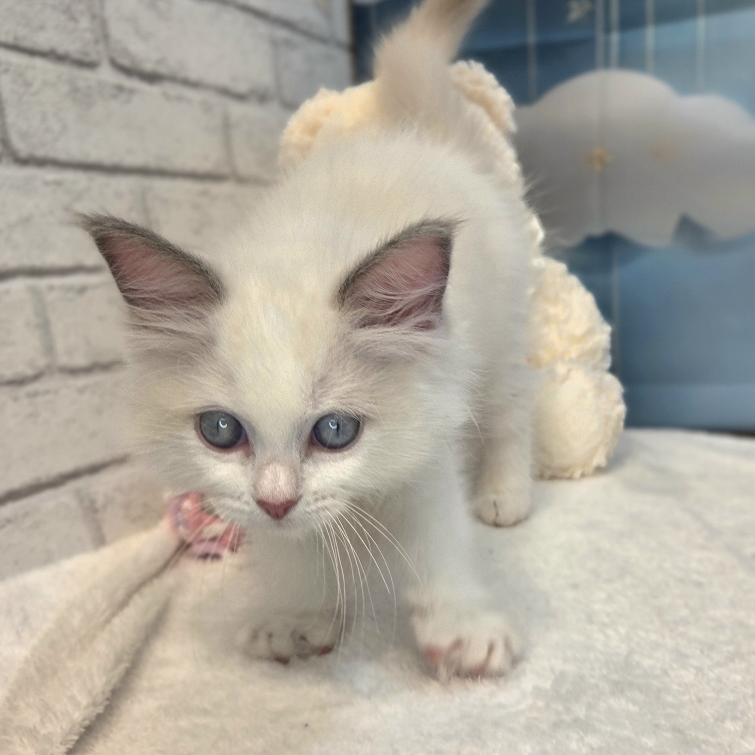 長野県のラグドール (犬の家＆猫の里カインズ梓川店/2026年7月13日生まれ/女の子/ブルーポイントバイカラー)の子猫の3枚目の画像