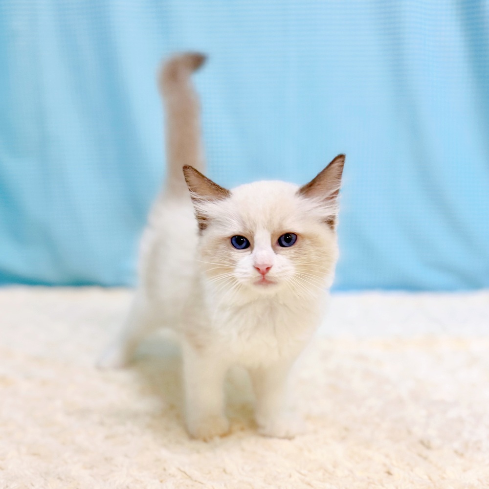 愛知県のラグドール (犬の家＆猫の里一宮店/2026年7月14日生まれ/女の子/シールポイントバイカラー)の子猫の1枚目の画像