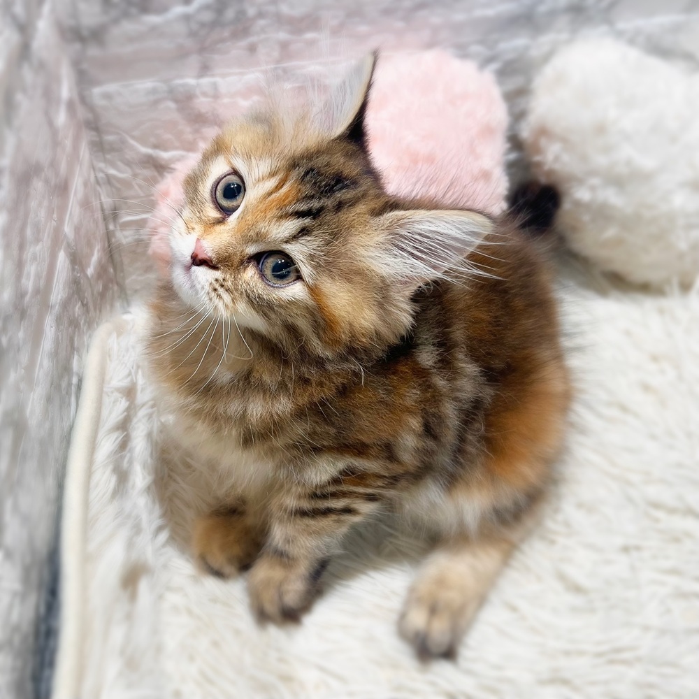愛知県のサイベリアン (犬の家＆猫の里MiO香久山店/2026年7月8日生まれ/女の子/ブラウンパッチドタビー)の子猫の3枚目の画像