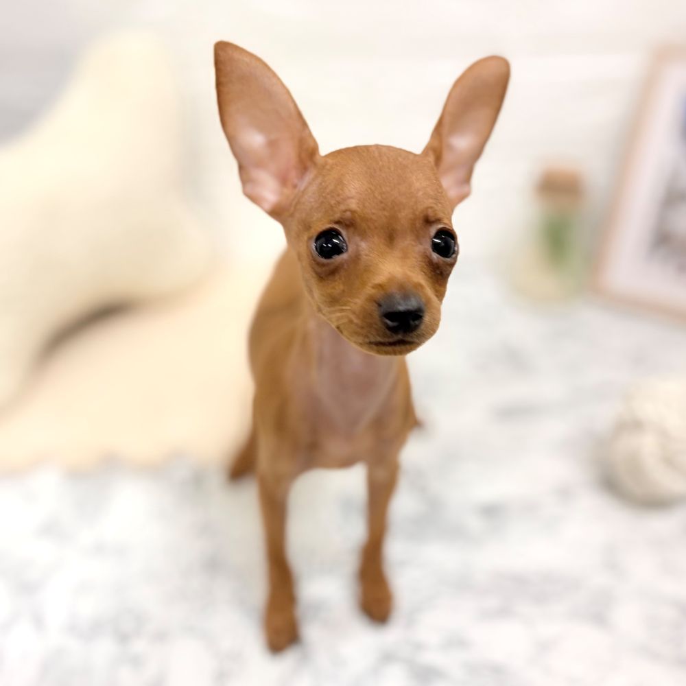 愛知県のミニチュアピンシャー (犬の家＆猫の里豊田店/2026年7月18日生まれ/男の子/レッド)の子犬の3枚目の画像