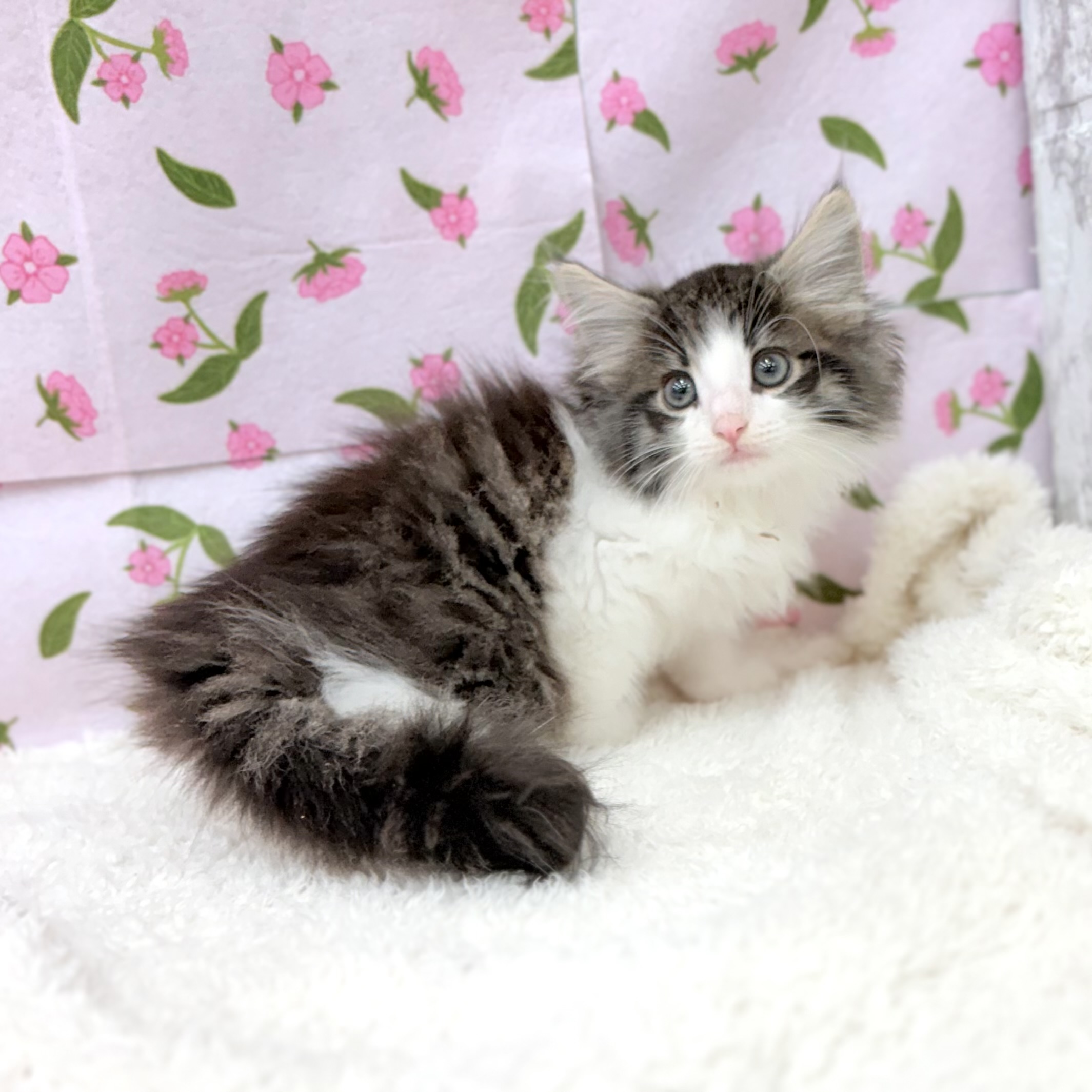 愛知県のノルウェージャンフォレストキャット (犬の家＆猫の里エアポートウォーク店/2026年7月11日生まれ/男の子/ブラウンタビーホワイト)の子猫の3枚目の画像