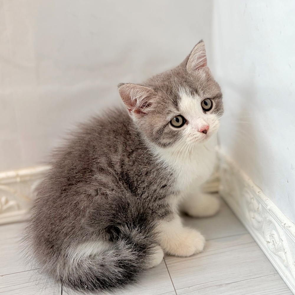 愛知県のスコティッシュストレート (犬の家＆猫の里春日井本店/2026年7月17日生まれ/男の子/ブルータビーホワイト)の子猫の3枚目の画像