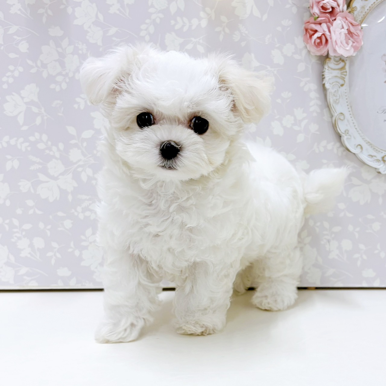 富山県のマルプー(マルチーズ×プードル) (犬の家＆猫の里アミーゴ高岡蓮花寺店/2026年7月17日生まれ/女の子/クリーム)の子犬の3枚目の画像