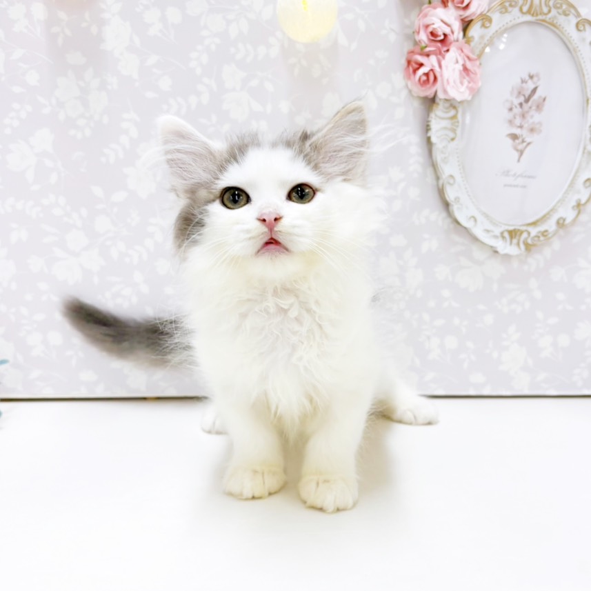 富山県のミヌエット (犬の家＆猫の里アミーゴ高岡蓮花寺店/2026年7月6日生まれ/女の子/ブルーホワイト)の子猫の3枚目の画像