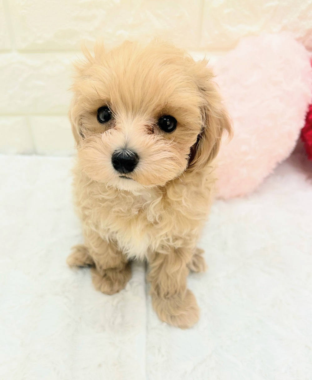 愛知県のマルプー(マルチーズ×プードル) (犬の家＆猫の里アミーゴ神の倉店/2026年7月14日生まれ/男の子/アプリコットホワイト)の子犬の3枚目の画像