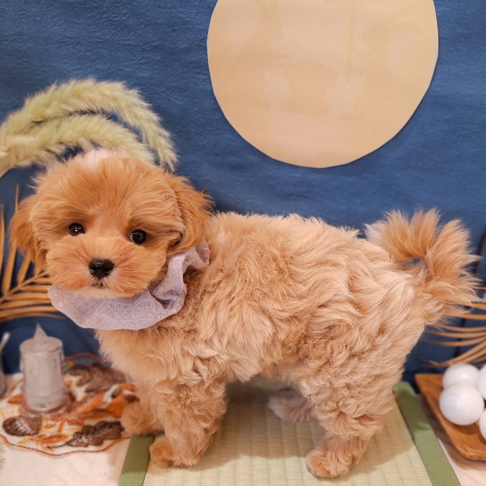 静岡県のマルプー(マルチーズ×プードル) (犬の家＆猫の里富士店/2026年7月14日生まれ/男の子/アプリコットホワイト)の子犬の3枚目の画像