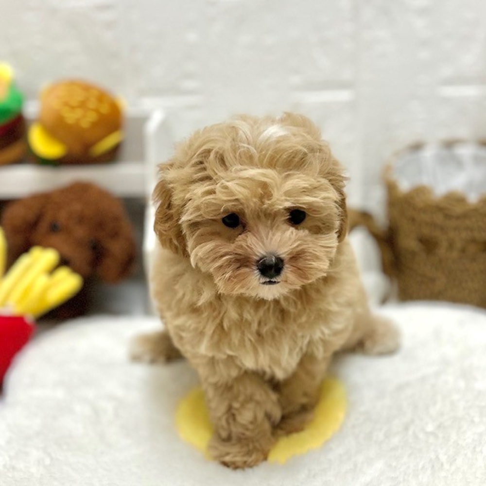愛知県のマルプー(マルチーズ×プードル) (犬の家＆猫の里豊川インター店/2026年7月14日生まれ/女の子/アプリコットホワイト)の子犬の3枚目の画像