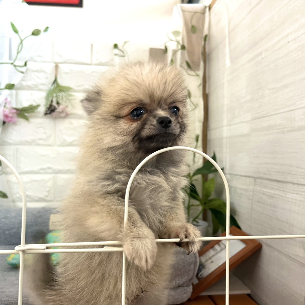 長野県のポメチワ/チワポメ/ポメチー(ポメラニアン×チワワ) (犬の家＆猫の里塩尻店/2026年7月16日生まれ/男の子/ウルフセーブル)の子犬の3枚目の画像