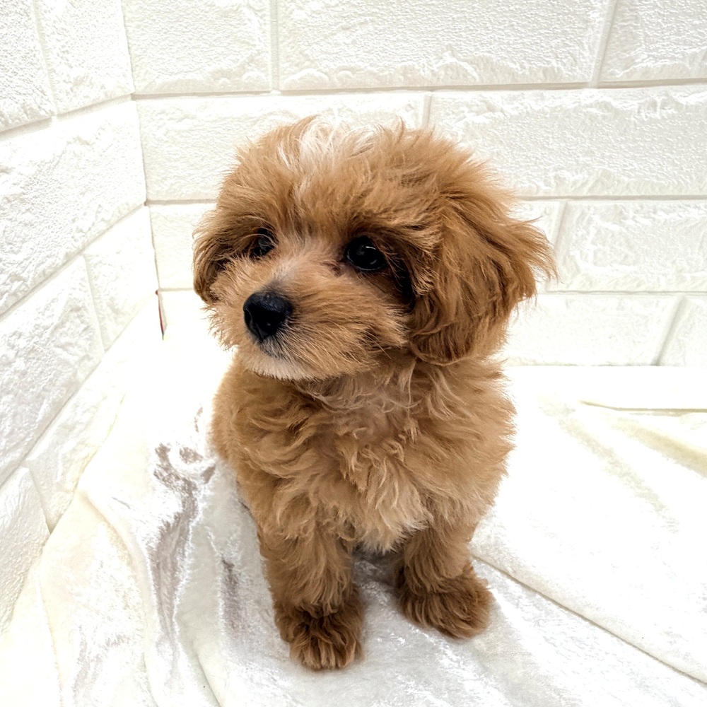 愛知県のマルプー(マルチーズ×プードル) (犬の家＆猫の里名古屋天白店/2026年7月16日生まれ/女の子/アプリコットホワイト)の子犬の3枚目の画像