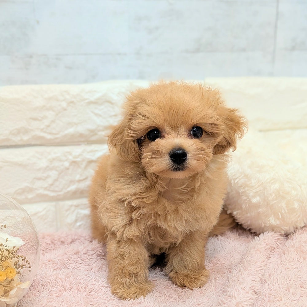 静岡県のマルプー(マルチーズ×プードル) (犬の家＆猫の里プレ葉ウォーク浜北店/2026年7月16日生まれ/男の子/アプリコット)の子犬の3枚目の画像
