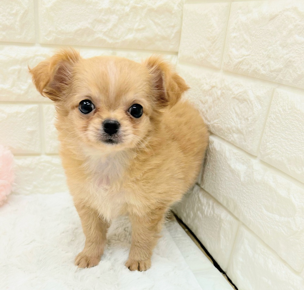 愛知県のチワワ(ロング) (犬の家＆猫の里アミーゴ神の倉店/2026年7月16日生まれ/女の子/ゴールドホワイト)の子犬の3枚目の画像