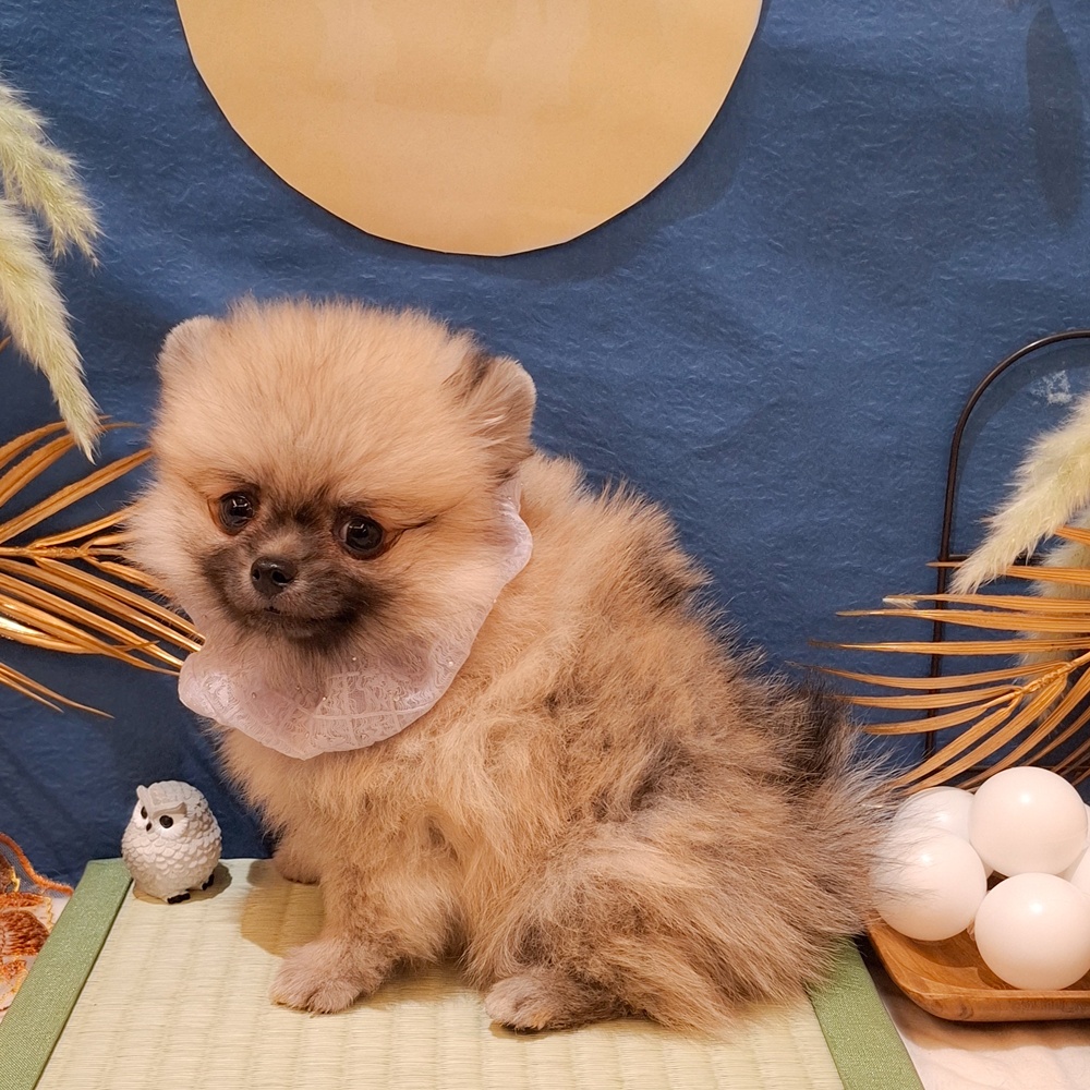 静岡県のポメチワ/チワポメ/ポメチー(ポメラニアン×チワワ) (犬の家＆猫の里富士店/2026年7月18日生まれ/男の子/フォーン)の子犬の3枚目の画像