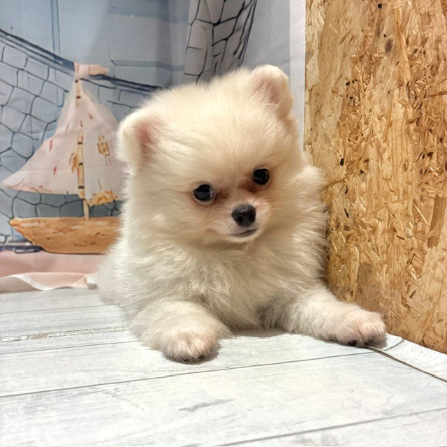 福岡県のポメチワ/チワポメ/ポメチー(ポメラニアン×チワワ) (犬の家＆猫の里トリアス久山店/2026年7月18日生まれ/女の子/クリーム)の子犬の3枚目の画像