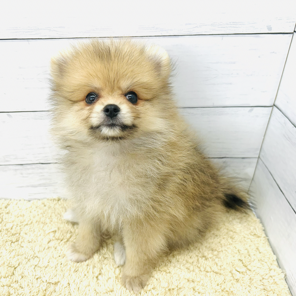 愛知県のポメラニアン (犬の家＆猫の里七宝店/2026年7月18日生まれ/男の子/オレンジ)の子犬の3枚目の画像