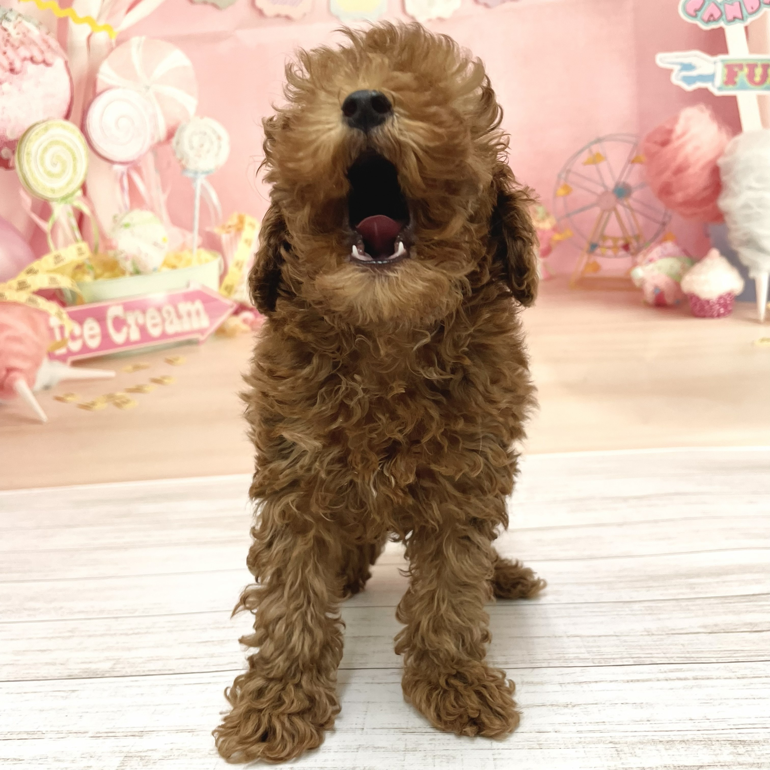 生体画像３