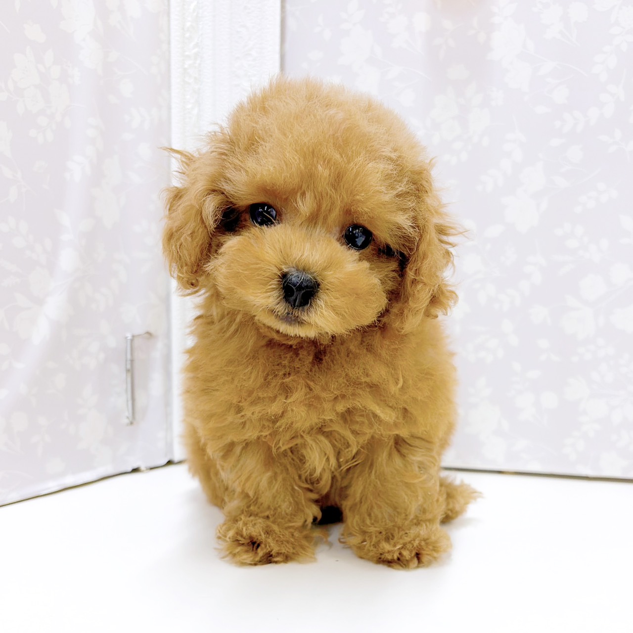 富山県のトイプードル(トイ) (犬の家＆猫の里アミーゴ高岡蓮花寺店/2026年7月18日生まれ/女の子/レッドフォーン)の子犬の3枚目の画像