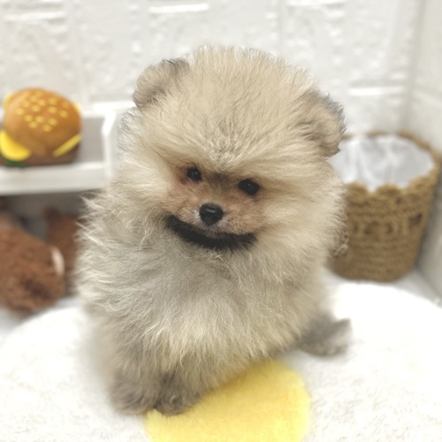 愛知県のポメラニアン (犬の家＆猫の里豊川インター店/2026年7月19日生まれ/男の子/クリームセーブル)の子犬の3枚目の画像