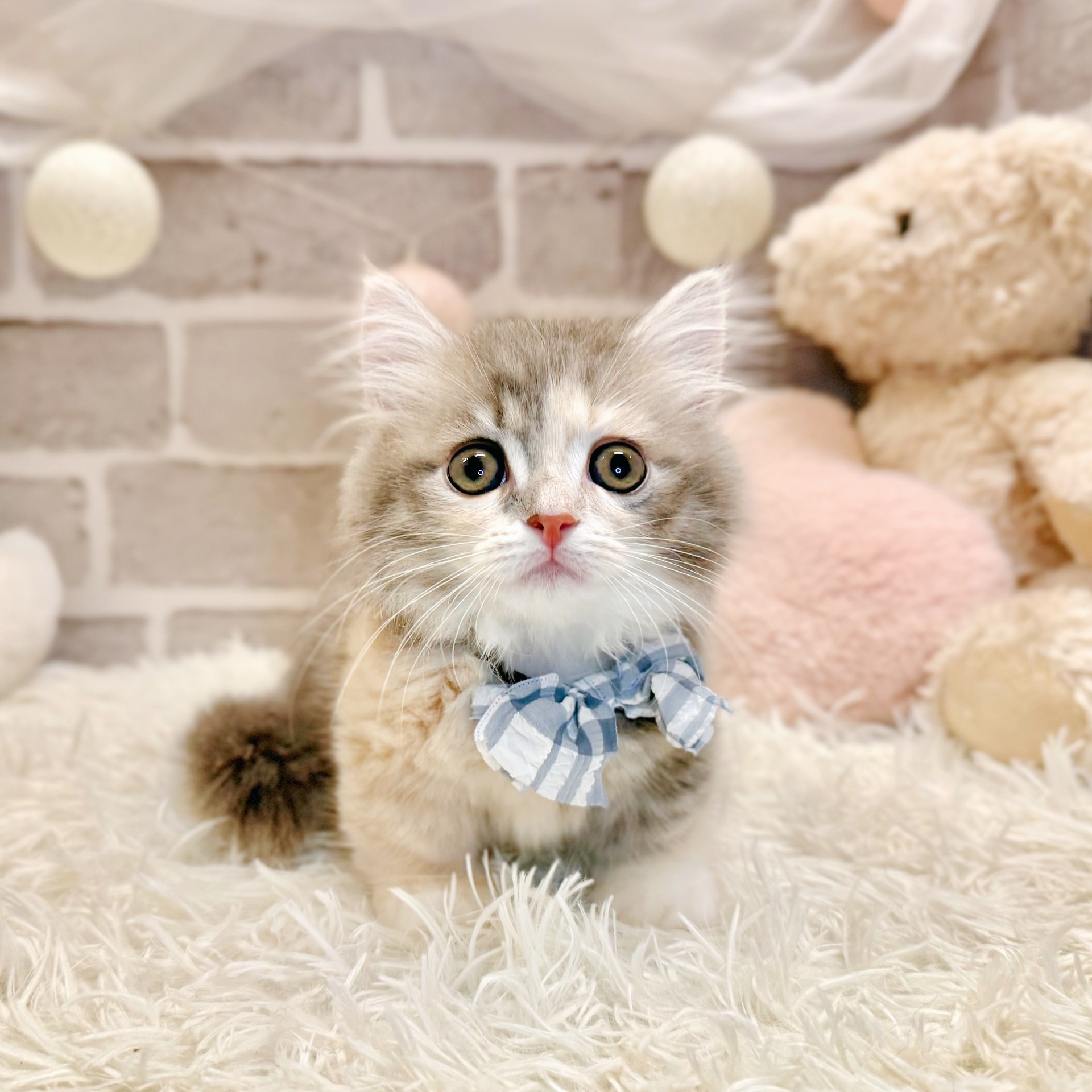 兵庫県のミヌエット (犬の家＆猫の里神戸店/2026年7月12日生まれ/女の子/ブルーパッチドタビーホワイト)の子猫の3枚目の画像
