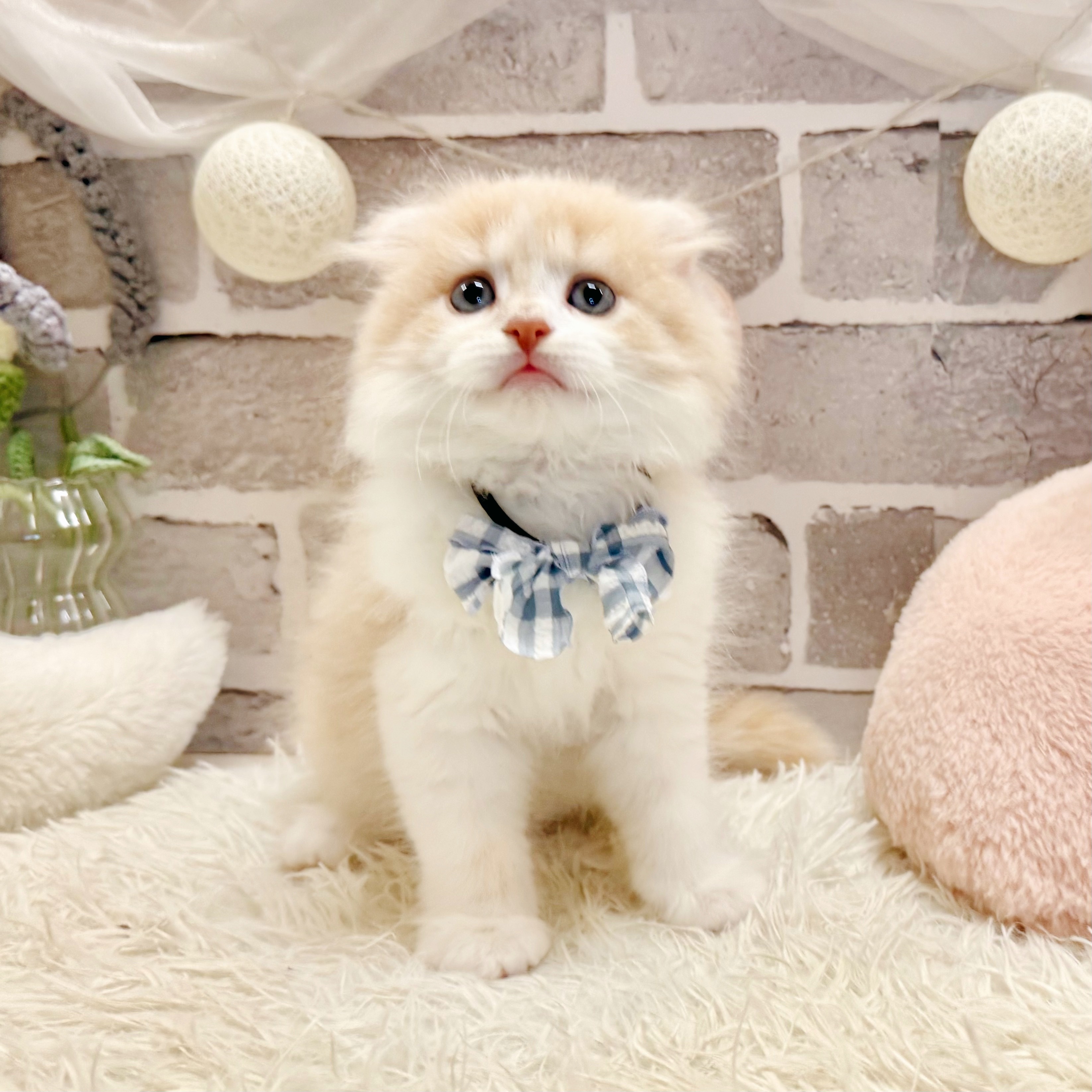 兵庫県のスコティッシュフォールド (犬の家＆猫の里神戸店/2026年7月18日生まれ/男の子/クリームタビーホワイト)の子猫の3枚目の画像