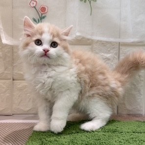 岡山県のスコティッシュストレート (犬の家＆猫の里倉敷店/2026年7月17日生まれ/男の子/クリームタビーホワイト)の子猫の3枚目の画像