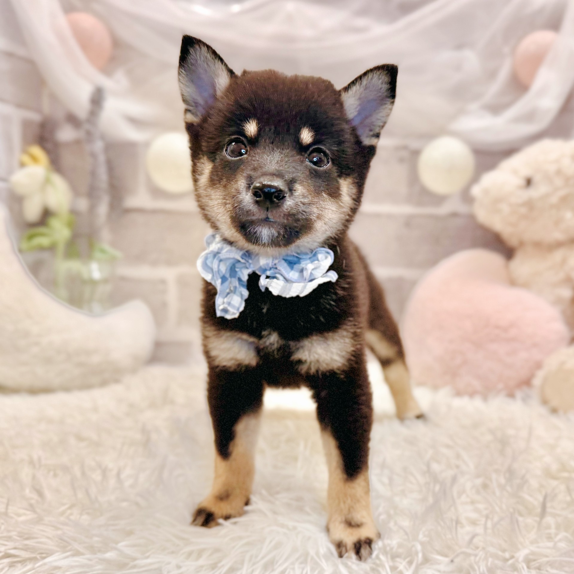兵庫県の豆柴 (犬の家＆猫の里神戸店/2026年7月18日生まれ/女の子/黒)の子犬の3枚目の画像
