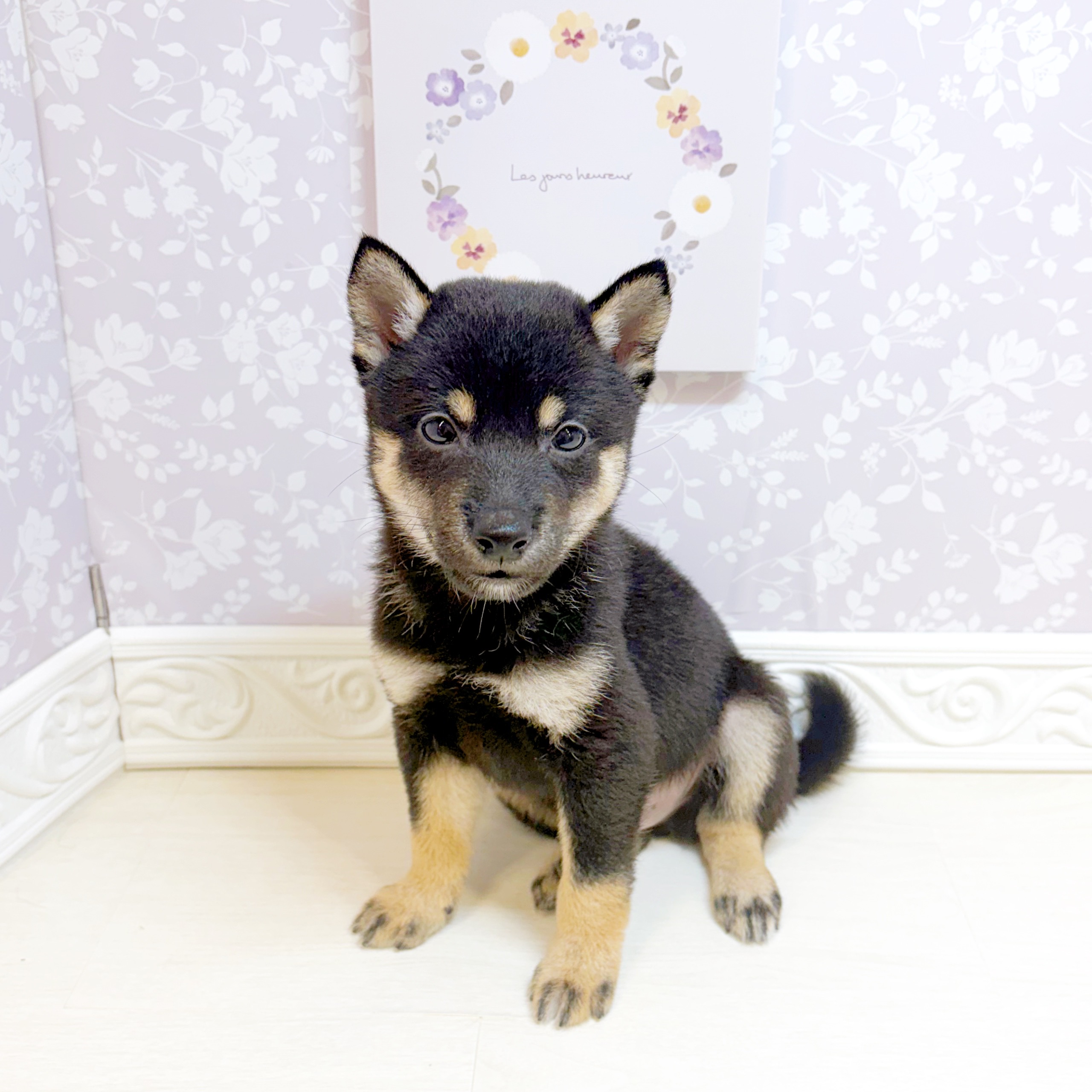 石川県の豆柴 (犬の家＆猫の里アミーゴ金沢おこばた店/2026年7月18日生まれ/男の子/黒)の子犬の3枚目の画像