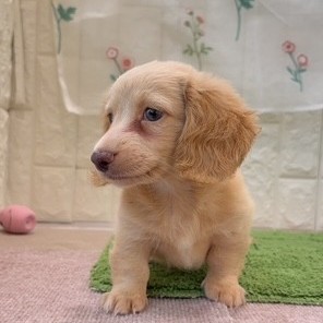 岡山県のミニチュアダックスフンド(ロング) (犬の家＆猫の里倉敷店/2026年7月18日生まれ/男の子/イエロー)の子犬の3枚目の画像