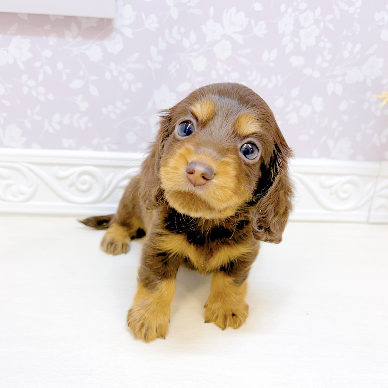 石川県のカニンヘンダックスフンド(ロング) (犬の家＆猫の里アミーゴ金沢おこばた店/2026年7月19日生まれ/男の子/チョコレートタン)の子犬の3枚目の画像
