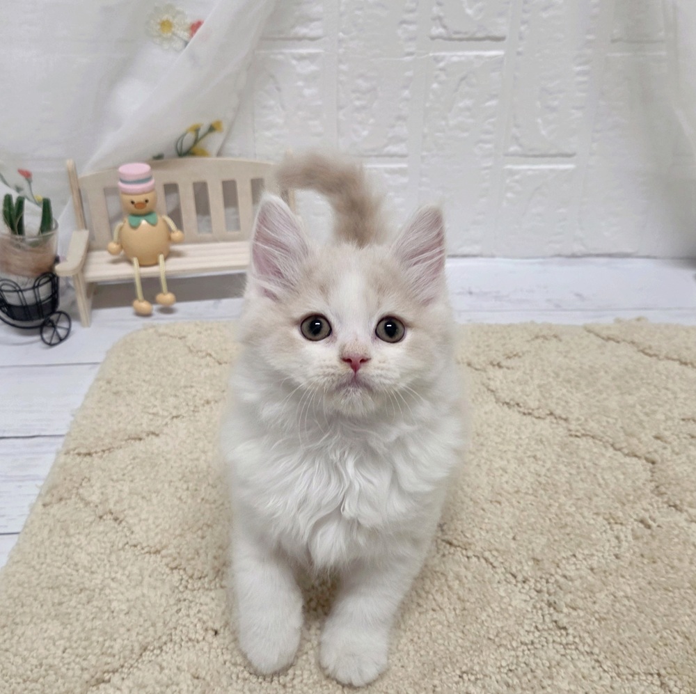 岡山県のスコティッシュストレート (犬の家＆猫の里岡山店/2026年7月16日生まれ/男の子/クリームホワイト)の子猫の3枚目の画像