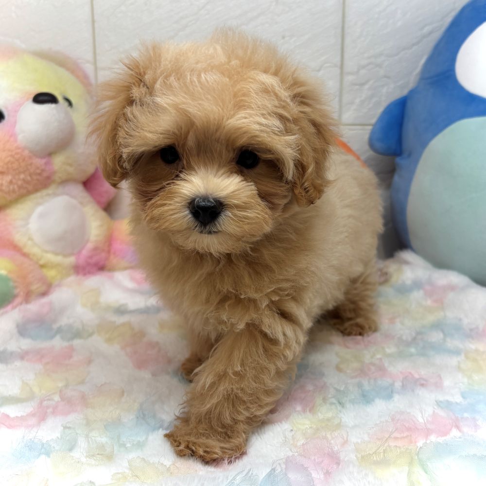 兵庫県のマルプー(マルチーズ×プードル) (犬の家＆猫の里ゆめタウン姫路店/2026年7月13日生まれ/女の子/アプリコット)の子犬の3枚目の画像