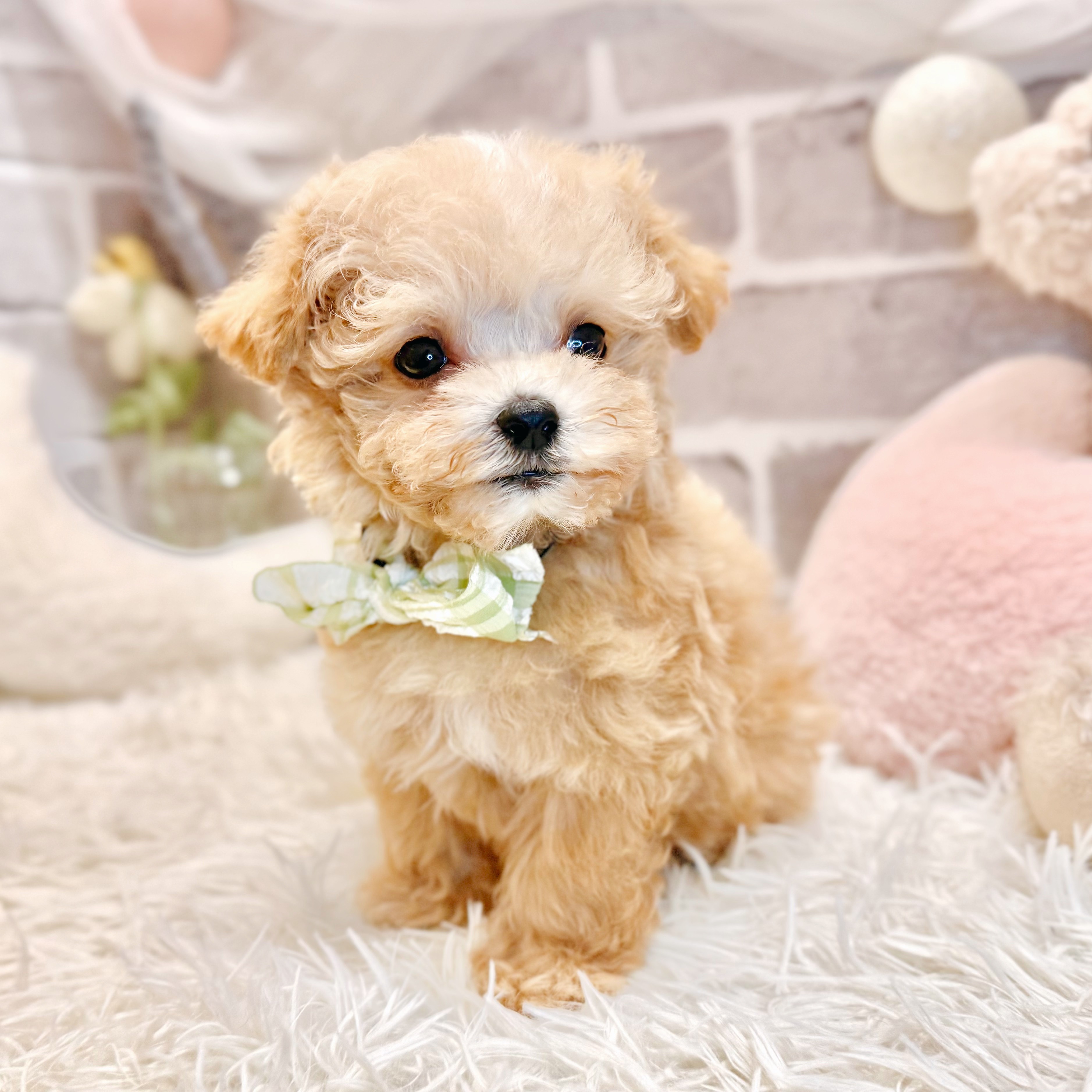 兵庫県のマルプー(マルチーズ×プードル) (犬の家＆猫の里神戸店/2026年7月19日生まれ/男の子/クリーム)の子犬の3枚目の画像