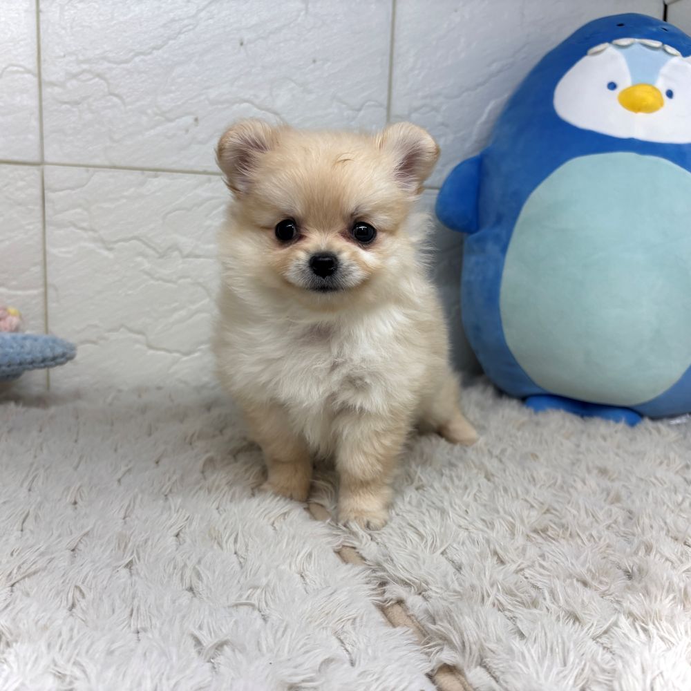 兵庫県のポメチワ/チワポメ/ポメチー(ポメラニアン×チワワ) (犬の家＆猫の里ゆめタウン姫路店/2026年7月17日生まれ/女の子/クリーム)の子犬の3枚目の画像