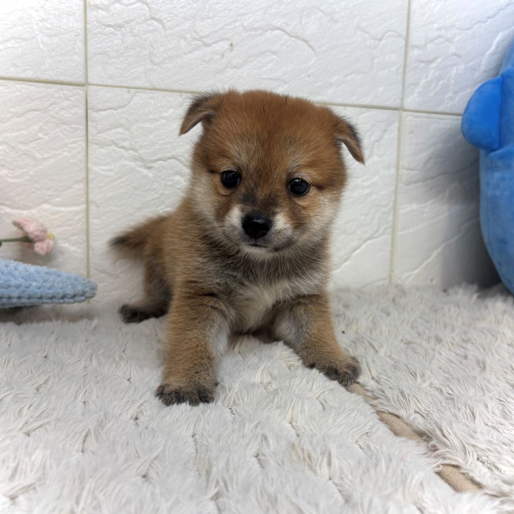 兵庫県のポメ柴/豆ポメ/ポメ豆柴(ポメラニアン×柴犬) (犬の家＆猫の里ゆめタウン姫路店/2026年7月19日生まれ/男の子/赤)の子犬の1枚目の画像