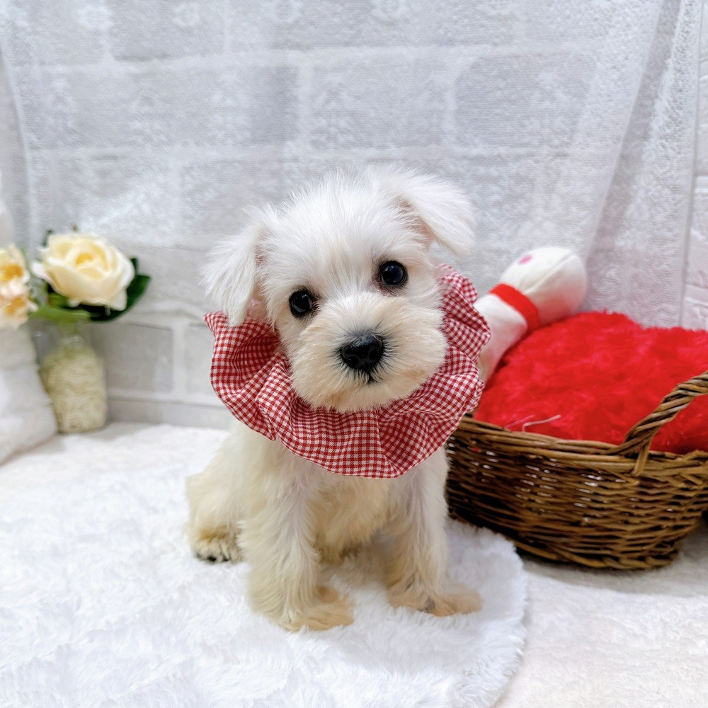 滋賀県のミニチュアシュナウザー (犬の家＆猫の里長浜店/2026年7月12日生まれ/女の子/ホワイト)の子犬の3枚目の画像