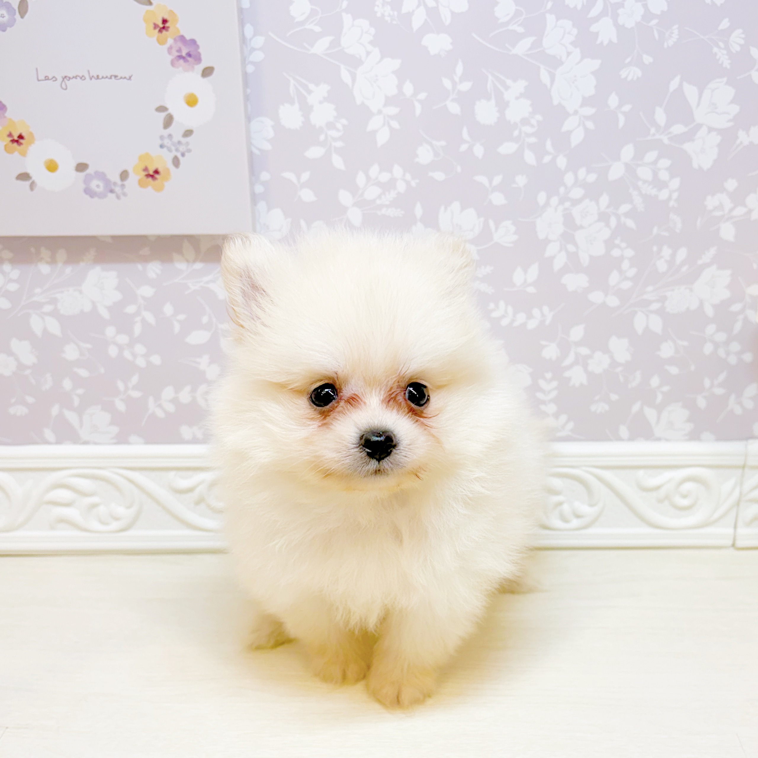 石川県のポメラニアン (犬の家＆猫の里アミーゴ金沢おこばた店/2026年7月18日生まれ/男の子/クリーム)の子犬の3枚目の画像