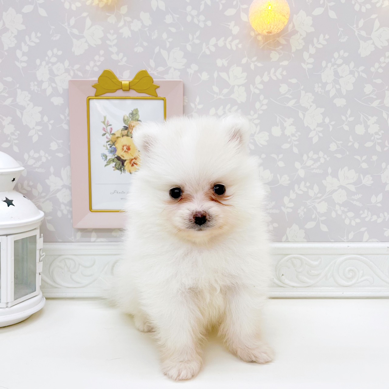 富山県のポメラニアン (犬の家＆猫の里富山店/2026年7月18日生まれ/女の子/クリーム)の子犬の3枚目の画像