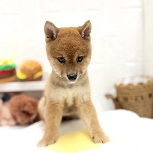 愛知県の豆柴 (犬の家＆猫の里豊川インター店/2026年7月19日生まれ/女の子/赤)の子犬の3枚目の画像