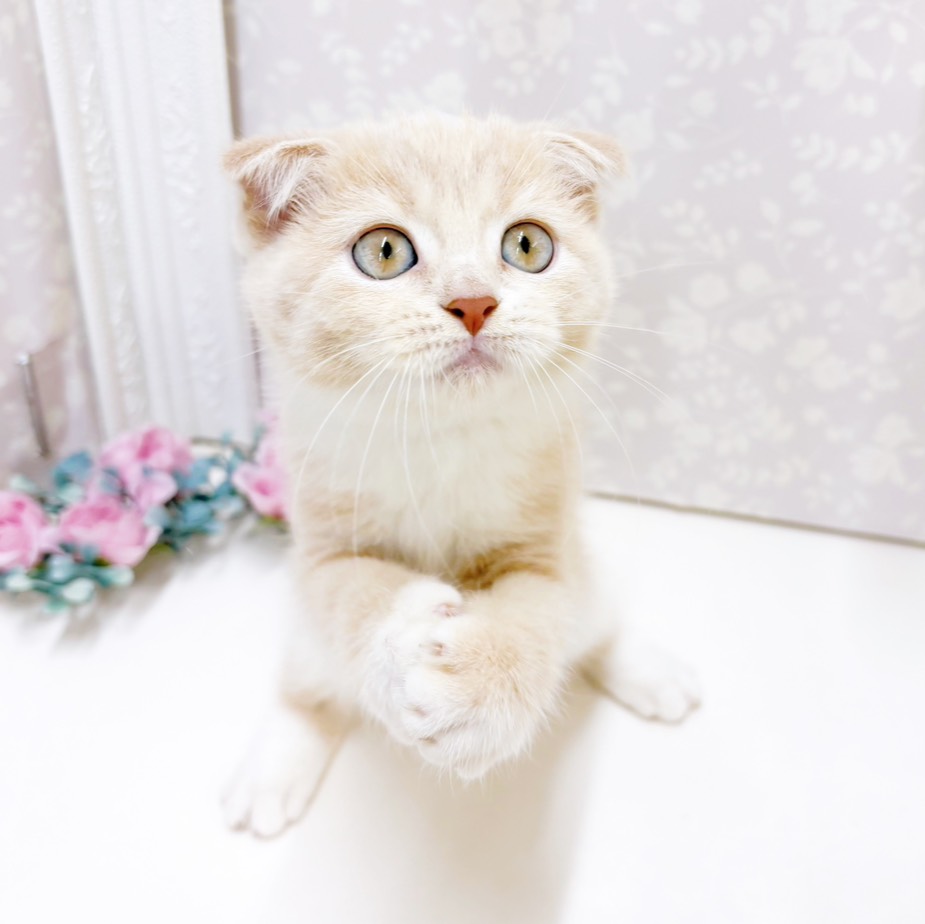 富山県のスコティッシュフォールド (犬の家＆猫の里アミーゴ高岡蓮花寺店/2026年7月18日生まれ/女の子/クリームタビーホワイト)の子猫の3枚目の画像