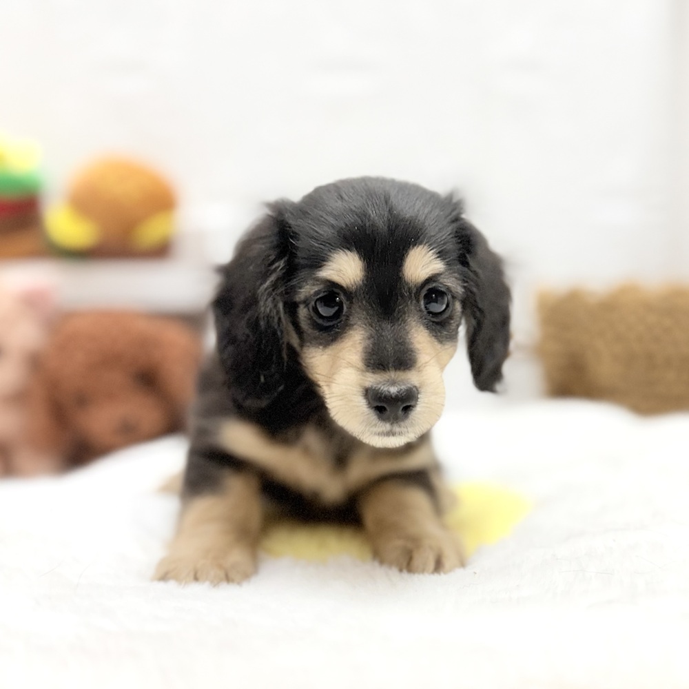 愛知県のミニチュアダックスフンド(ロング) (犬の家＆猫の里豊川インター店/2026年7月19日生まれ/女の子/ブラックタン)の子犬の3枚目の画像