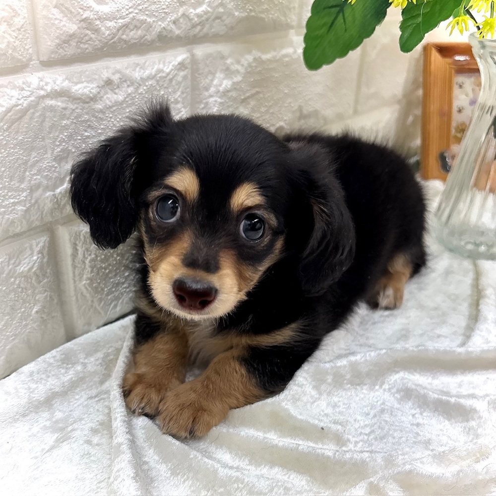 愛知県のチワックス(チワワ×ダックス) (犬の家＆猫の里名古屋天白店/2026年7月18日生まれ/男の子/ブラックタン)の子犬の3枚目の画像