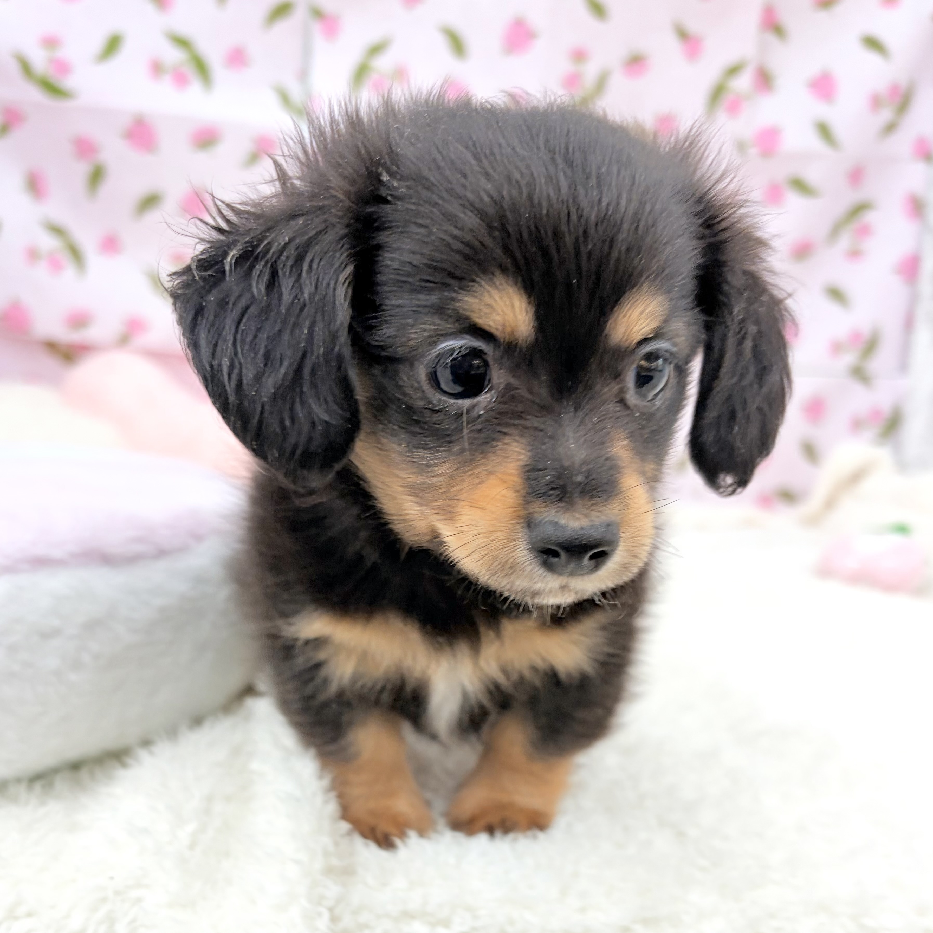 愛知県のチワックス(チワワ×ダックス) (犬の家＆猫の里エアポートウォーク店/2026年7月18日生まれ/男の子/ブラックタン)の子犬の3枚目の画像