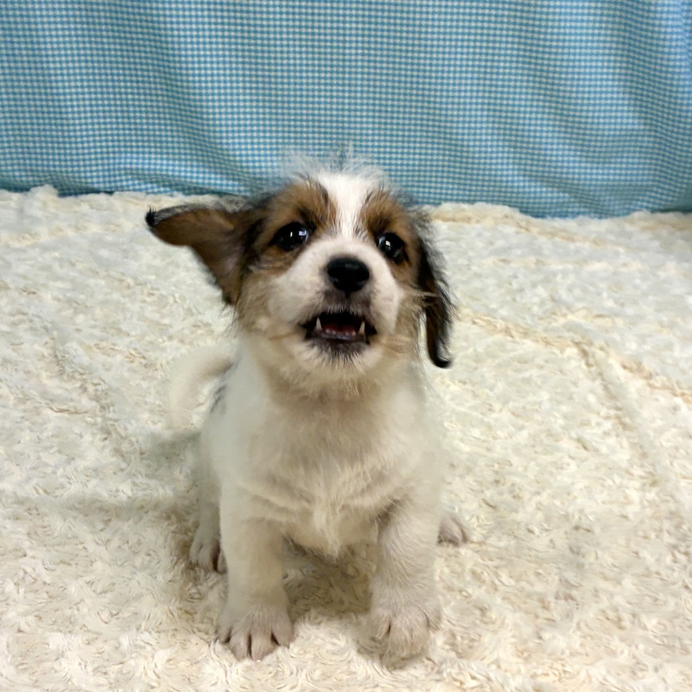 愛知県のジャックラッセルテリア (犬の家＆猫の里一宮店/2026年7月12日生まれ/男の子/タンホワイト)の子犬の3枚目の画像