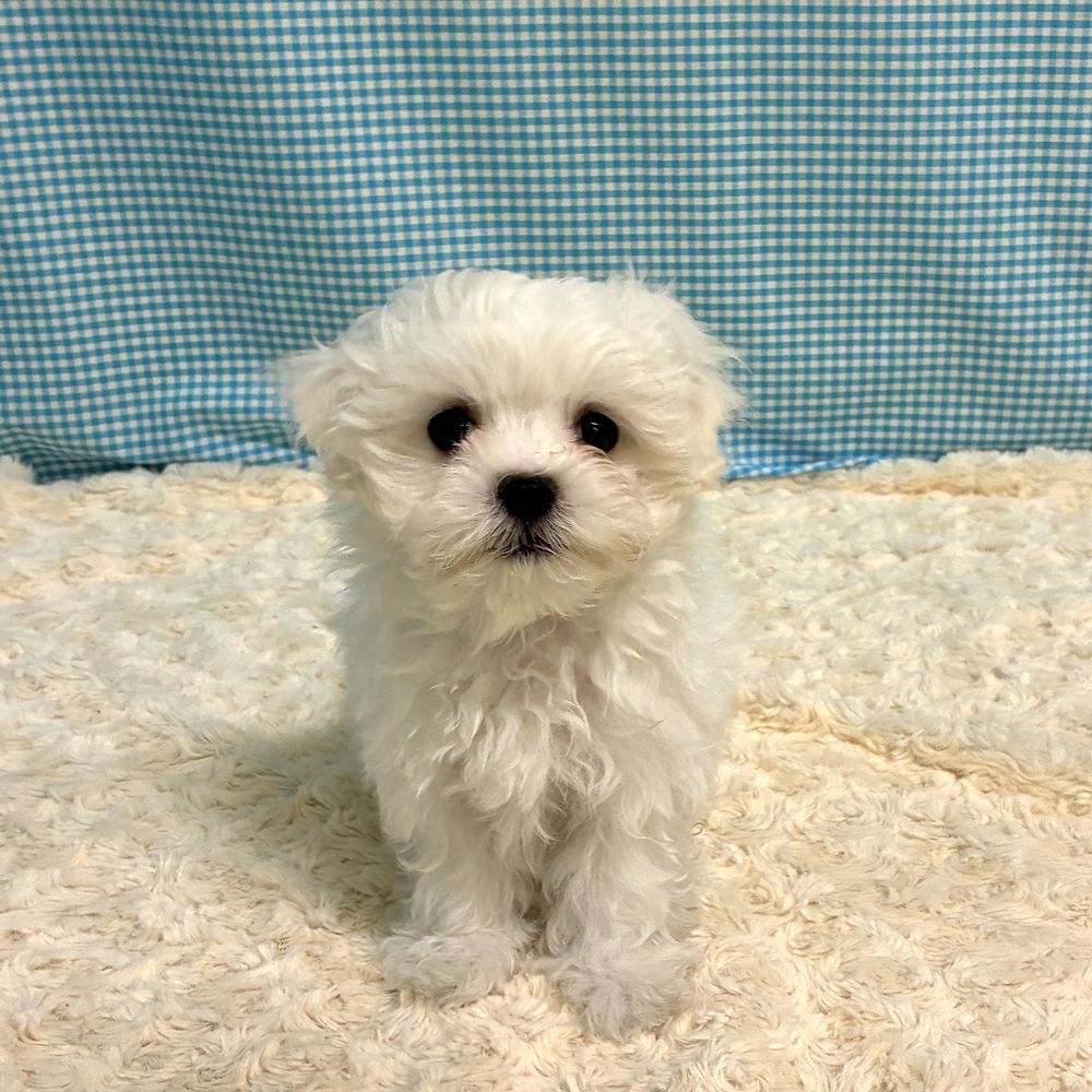 愛知県のマルチーズ (犬の家＆猫の里一宮店/2026年7月19日生まれ/男の子/ホワイト)の子犬の3枚目の画像