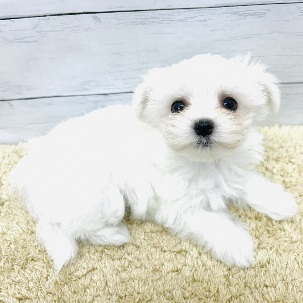 愛知県のマルチーズ (犬の家＆猫の里七宝店/2026年7月19日生まれ/女の子/ホワイト)の子犬の3枚目の画像