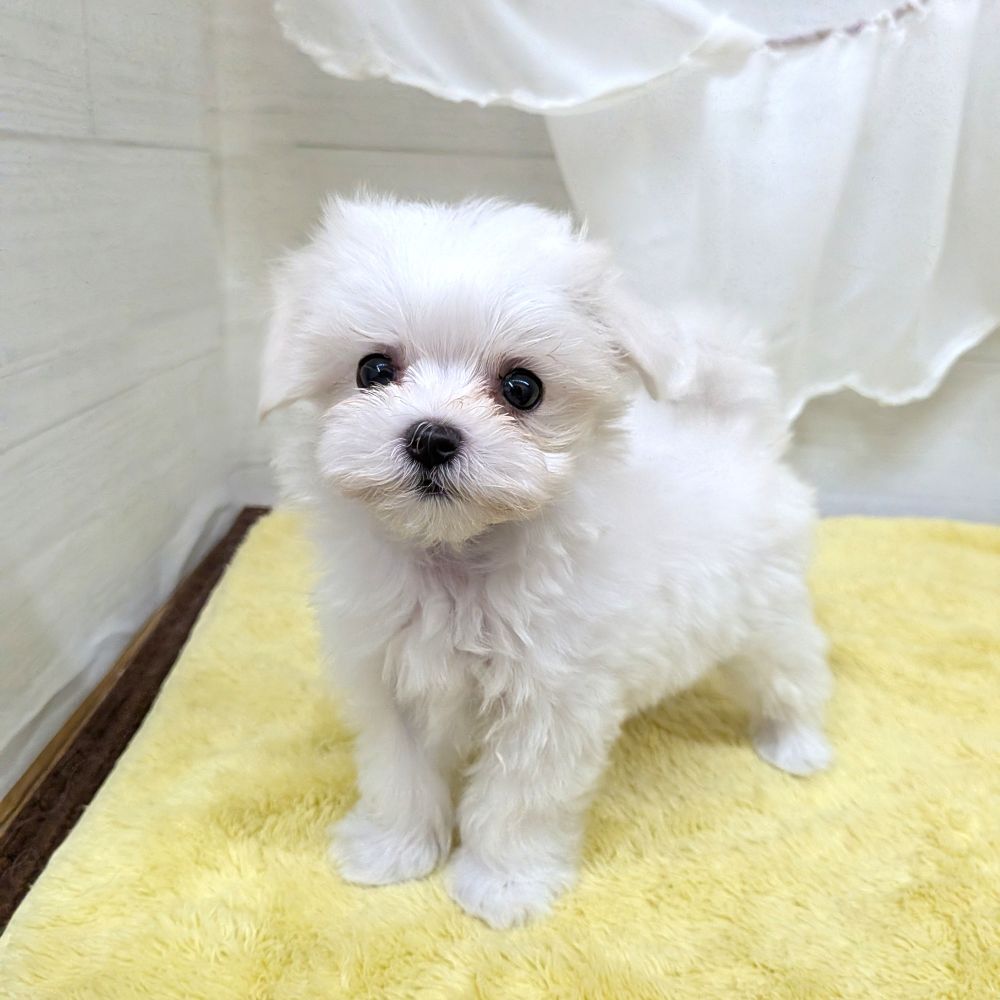 愛知県のマルチーズ (犬の家＆猫の里碧南店/2026年7月19日生まれ/女の子/ホワイト)の子犬の3枚目の画像