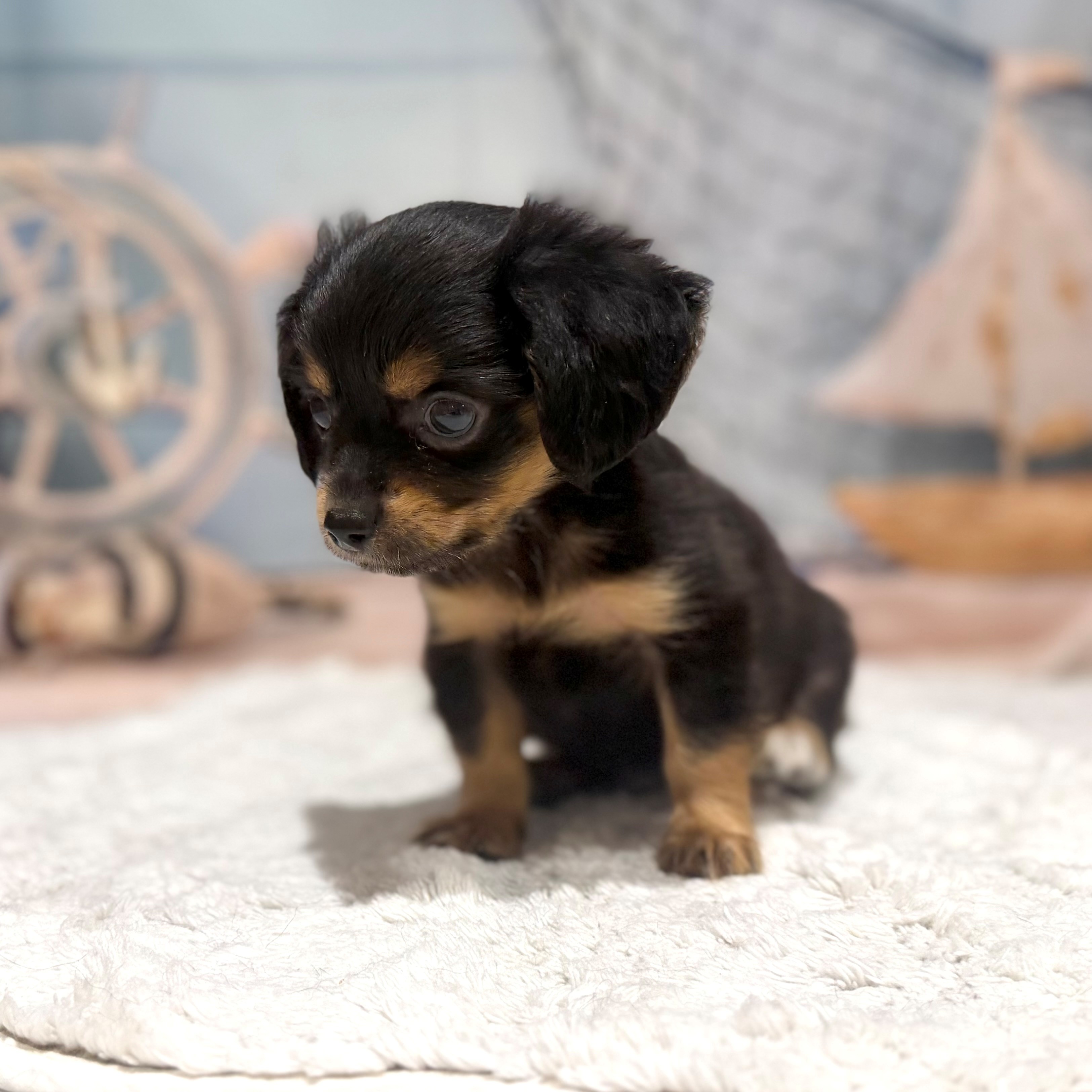 福岡県のチワックス(チワワ×ダックス) (犬の家＆猫の里トリアス久山店/2026年7月20日生まれ/男の子/ブラックタン)の子犬の3枚目の画像