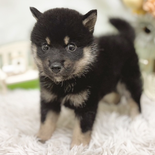 静岡県の柴犬(標準サイズ) (犬の家＆猫の里藤枝店/2026年7月21日生まれ/女の子/黒)の子犬の3枚目の画像